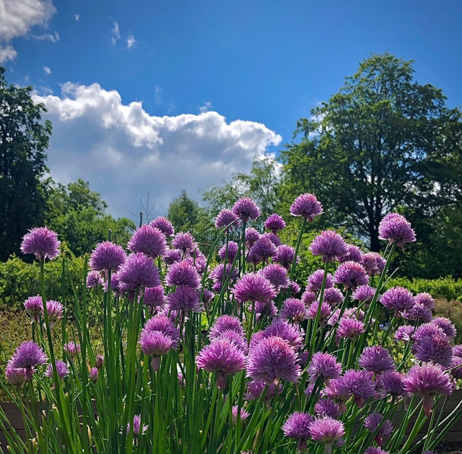 01 20 Kuechengarten 6